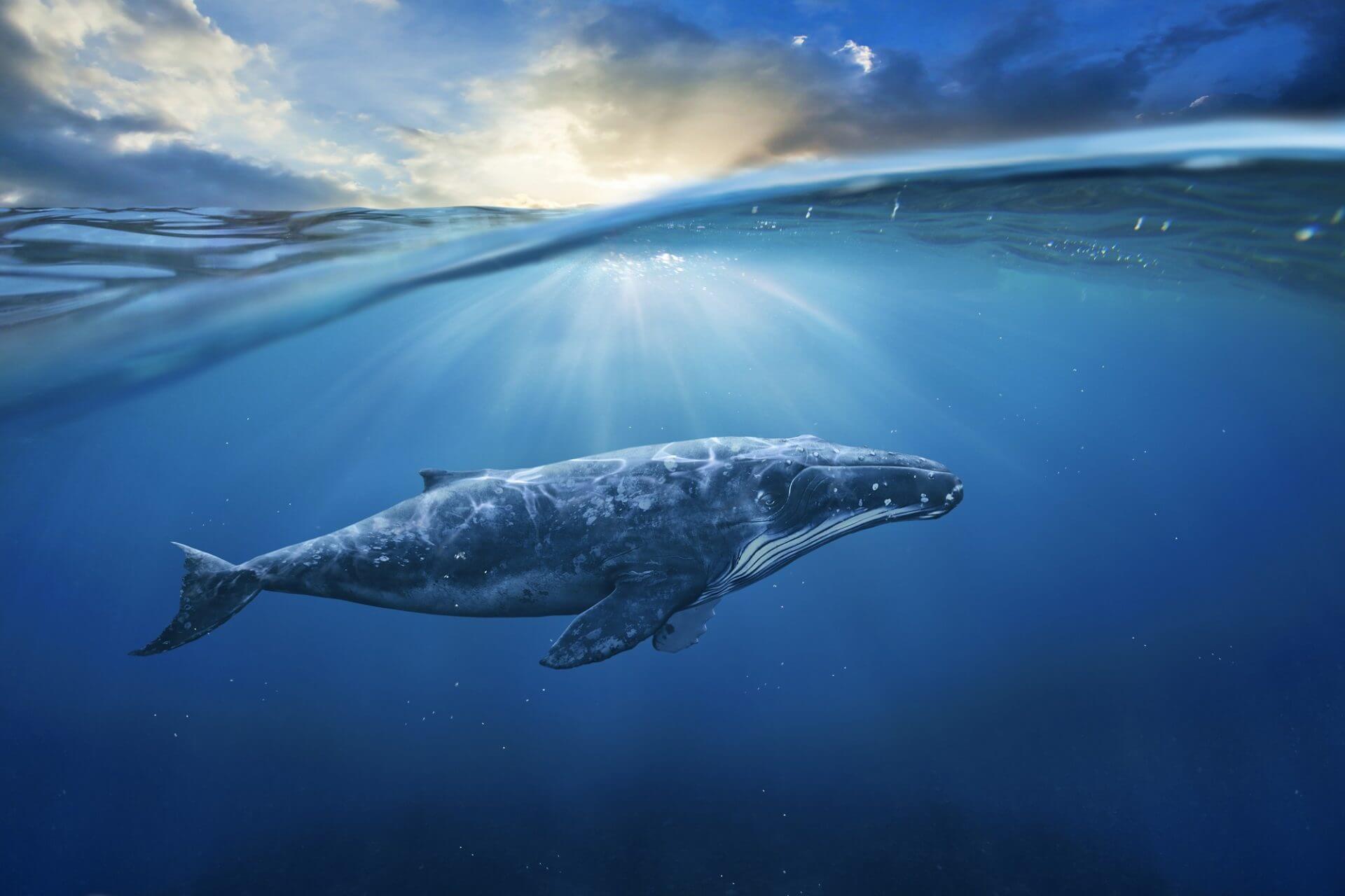 Bitcoin whales investeren op grote voet in Bitcoin